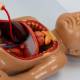 Nasco MG13918 Fetal Blood Circulation with Placenta Model - Angle 4