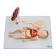 Nasco MG13920 Fetus Model with Placenta and Internal Organs Model, 11 Parts - Angle 1
