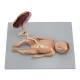 Nasco MG13920 Fetus Model with Placenta and Internal Organs Model, 11 Parts - Angle 2