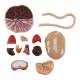 Nasco MG13920 Fetus Model with Placenta and Internal Organs Model, 11 Parts - Angle 3