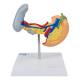 Nasco MG14742 Pancreas, Spleen, and Gallbladder with Pathologies Model - Back View
