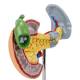 Nasco MG14742 Pancreas, Spleen, and Gallbladder with Pathologies Model - Left Side