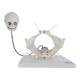 Nasco MG15197 Childbirth Demonstration Pelvis Model
