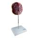 Nasco MG16212 Placenta Model - Angle 1