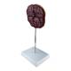 Nasco MG16212 Placenta Model - Angle 2