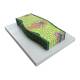 Nasco MG17219 Monocotiledone Section Model, 500x Enlarged - Angle 2