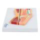 Nasco MG17222 Knee Model, Median Section - Left Side