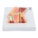 Nasco MG17222 Knee Model, Median Section - Right Side