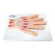 Nasco MG17223 Hand Model, Median Section - Back View