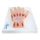 Nasco MG17223 Hand Model, Median Section - Left Side