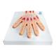 Nasco MG17223 Hand Model, Median Section - Right Side