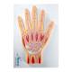 Nasco MG17223 Hand Model, Median Section - Top View