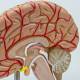 Nasco MG17228 Brain with Arteries Model - Angle 5