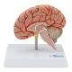 Nasco MG17228 Brain with Arteries Model - Angle 1