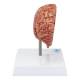 Nasco MG17228 Brain with Arteries Model - Angle 3