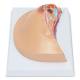 Nasco MG17229 Breast Cross-Section with Pathologies Model - Front View