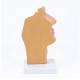 Nasco MG17231 Nasal and Oral Sinus Cross-Section Model, Back View