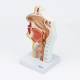 Nasco MG17231 Nasal and Oral Sinus Cross-Section Model, Left Angle View