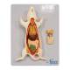 Nasco MG20114 Mouse Anatomy Model, 6 Parts - Angle 1