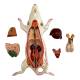 Nasco MG20114 Mouse Anatomy Model, 6 Parts - Angle 5