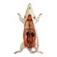 Nasco MG20114 Mouse Anatomy Model, 6 Parts - Angle 6