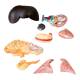 Nasco MG20119 Domestic Feline Anatomy Model, 10 Parts - Angle 2