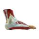 Nasco MG20120 Foot with Ligaments and Muscles Model, Left Side View