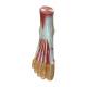 Nasco MG20120 Foot with Ligaments and Muscles Model, Front View