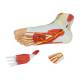 Nasco MG20121 Foot with Vessels, Ligaments, and Muscles Model, 3 Parts, Bottom Right View with Disassembled Parts
