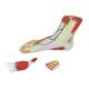 Nasco MG20121 Foot with Vessels, Ligaments, and Muscles Model, 3 Parts, Left Side View with Disassembled Parts