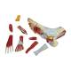 Nasco MG20122 Foot Model, 9 Parts, Right Angle Bottom View with Disassembled Parts