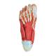 Nasco MG20122 Foot Model, 9 Parts, Bottom View