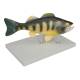 Nasco MG20123 Fish Anatomy Model, 5 Parts - Angle 3