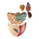 Nasco MG20125 Domestic Pig Model, 10 Parts - Angle 3