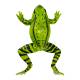 Nasco MG20126 Frog Anatomy Model, 3x Enlarged, 5 Parts - Angle 3