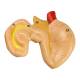 Nasco MG20126 Frog Anatomy Model, 3x Enlarged, 5 Parts - Angle 7