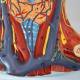 Nasco MG20129 Neck and Throat Model with Muscles, Veins, and Arteries - Angle 3