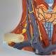 Nasco MG20129 Neck and Throat Model with Muscles, Veins, and Arteries - Angle 2