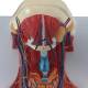 Nasco MG20129 Neck and Throat Model with Muscles, Veins, and Arteries - Angle 1