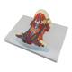 Nasco MG20129 Neck and Throat Model with Muscles, Veins, and Arteries - Left Angle
