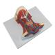 Nasco MG20129 Neck and Throat Model with Muscles, Veins, and Arteries - Right Angle
