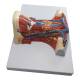 Nasco MG20129 Neck and Throat Model with Muscles, Veins, and Arteries - Right Side