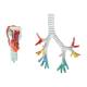 Nasco MG20231 Bronchial Tree Model with Larynx, Disassembled