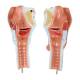 Nasco MG20231 Bronchial Tree Model with Larynx, Internal View