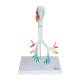 Nasco MG20231 Bronchial Tree Model with Larynx