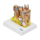 Nasco MG21064 Skin Section Model, 35x Enlarged, 2 Parts - Top Left Angle View