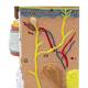 Nasco MG21064 Skin Section Model, 35x Enlarged, 2 Parts - Upper Dermis Lateral Close-up View
