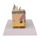 Nasco MG21066 Skin Section with Burn Model, 30x Enlarged - Left Side Angled View
