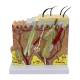 Nasco MG21067 Skin Section Model, 3 Dimensions, 70x Enlarged - Front View