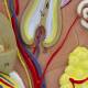 Nasco MG21067 Skin Section Model, 3 Dimensions, 70x Enlarged - Hair Bulb and Papilla Close-up View
